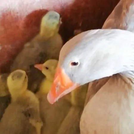 Megris Country Vakantiehuis