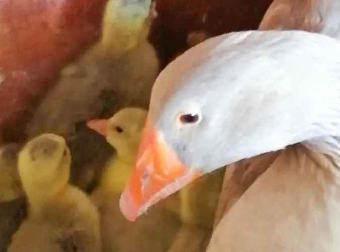 Megris Country Holiday home